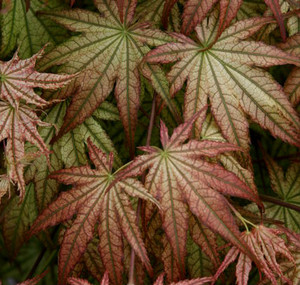 Acer palmatum Peaches & Cream Variegated Japanese Maple