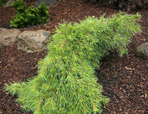 Pinus strobus Niagara Falls Weeping Eastern White Pine Pinus strobus Niagara Falls Weeping Eastern White Pine