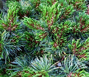 Pinus parviflora Catherine Elizabeth Dwarf Japanese White Pine