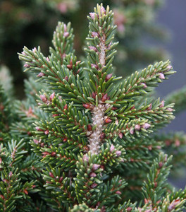 Picea orientalis Mount Vernon Miniature Oriental Spruce
