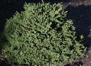 Mt Vernon Miniature Oriental Spruce