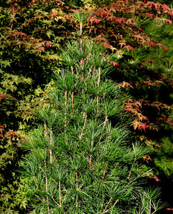 Sciadopitys verticillata Winter Green Japanese Umbrella Pine Sciadopitys verticillata Winter Green Japanese Umbrella Pine