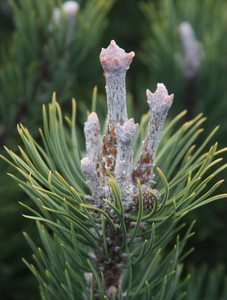 Pinus uncinata Silver Candles Dwarf Mountain Pine