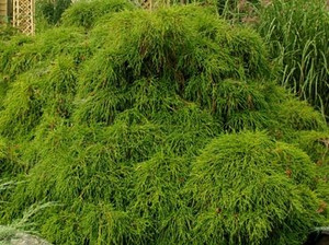 Chamaecyparis pisifera ' Filifera' Dwarf False Cypress