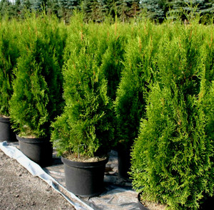 Smaragd Columnar Eastern Arborvitae