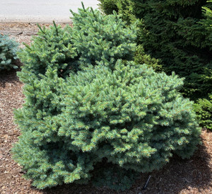 Picea engelmannii Jasper Dwarf Engelmann Spruce Picea engelmannii Jasper Dwarf Engelmann Spruce
