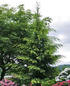 Picea orientalis Auereospicata Spring Golden Oriental Spruce Picea orientalis Auereospicata Spring Golden Oriental Spruce