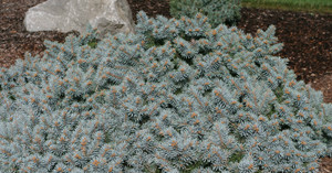 Picea pungens St. Mary's Broom Dwarf Spreading Colorado Blue Spruce