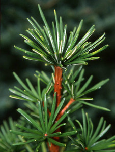 Sciadopitys verticillata Green Star Dwarf Japanese Umbrella Pine Sciadopitys verticillata Green Star Dwarf Japanese Umbrella Pine