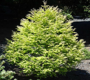 Buy Redwood Trees For Sale