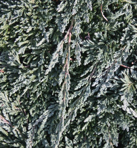 Juniperus horizontalis Pancake Dwarf Creeping Juniper Juniperus horizontalis Pancake Dwarf Creeping Juniper