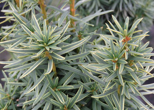 Taxus baccata David Columnar Golden English Yew