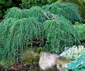 Tsuga canadensis Cole's Prostrate Dwarf Spreading Hemlock Tsuga canadensis Cole's Prostrate Dwarf Spreading Hemlock
