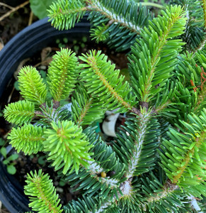 Abies bornmuelleriana Franke Dwarf Turkish Fir