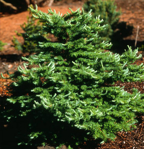 Larix kaempferi Wolterdingen Dwarf Japanese Larch