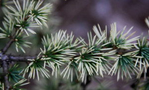 Cedrus atlantica Sahara Ice White Atlas Cedar