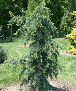 Cedrus libani Blue Angel Cedar of Lebanon Cedrus libani Blue Angel Cedar of Lebanon