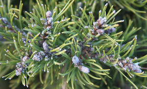 Pinus mugo Spilled Milk Dwarf Mugo Pine