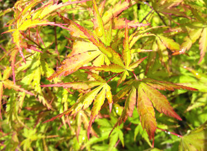 Acer palmatum 'Uzen nishiki' Variegated Japanese Maple - Kigi Nursery