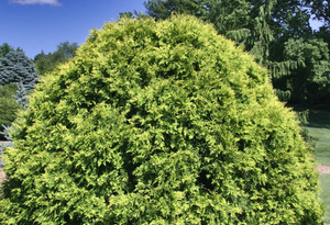 Thuja occidentalis Golden Globe Dwarf Eastern Arborvitae Thuja occidentalis Golden Globe Dwarf Eastern Arborvitae