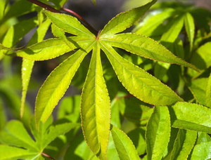Acer palmatum Asagi nishiki Japanese Maple Tree Acer palmatum Asagi nishiki Japanese Maple Tree