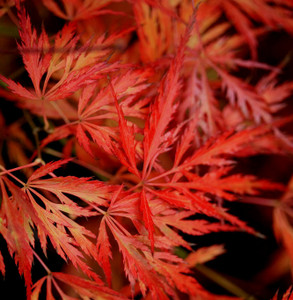 Acer palmatum dissectum Mioun Cutleaf Japanese Maple