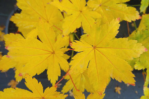 Acer palmatum 'Uzen nishiki' Variegated Japanese Maple - Kigi Nursery