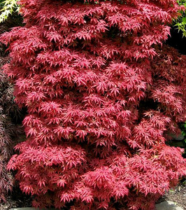 Acer palmatum Skeeters Broom Red Japanese Maple Tree
