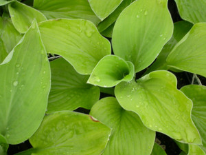 Hosta August Moon Light Green
