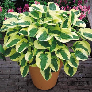 Hosta Brim Cup Green Center with White Margin Hosta Brim Cup Green Center with White Margin