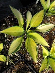 Hosta June Golden-Cream Center with Blue-Green Edges