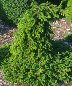 Picea abies Farnsburg Weeping Norway Spruce