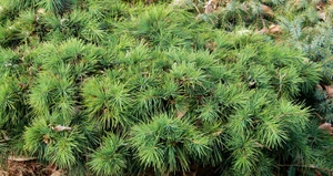 Cedrus libani Katere Miniature Cedar of Lebanon