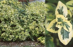 Euonymus fortunei Sparkle 'N Gold Mounding Wintercreeper