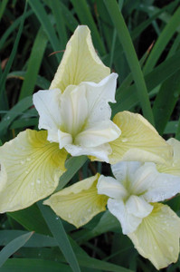 Iris sibirica Butter and Sugar