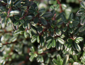 Cotoneaster microphyllus Thymifolius Small Leaf Cotoneaster Cotoneaster microphyllus Thymifolius Small Leaf Cotoneaster