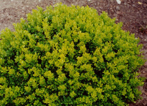 Berberis thunbergii Kobold Dwarf Japanese Barberry