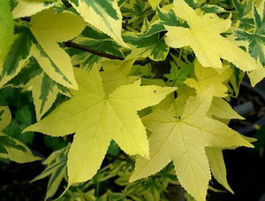 Liquidambar styraciflua Golden Treasure Variegated Sweet Gum
