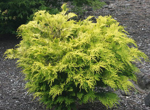 Chamaecyparis obtusa Kerdalo Dwarf Japanese Hinoki Cypress Chamaecyparis obtusa Kerdalo Dwarf Japanese Hinoki Cypress