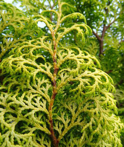 Chamaecyparis obtusa Melody Golden Hinoki Cypress Chamaecyparis obtusa Melody Golden Hinoki Cypress
