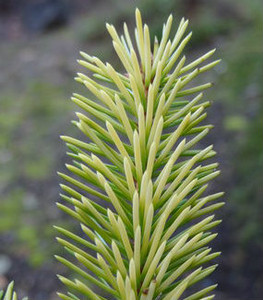 Picea sitchensis Haida Golden Sitka Spruce