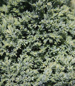 Chamaecyparis lawsoniana Rimpelaar Mini Port Orford Cedar