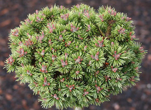 Pinus mugo Piggelmee Miniature Mugo Pine