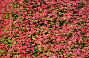Acer palmatum Beni hime Dwarf Red Japanese Maple Tree