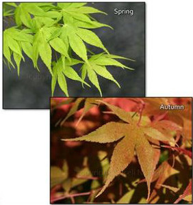 Acer palmatum Shinju Japanese Maple Tree