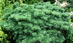 Larix kaempferi Blue Dwarf Japanese Larch