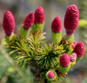 Picea abies Medusa Dwarf Norway Spruce