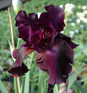 Iris Superstition Deep Purple Flower Iris Superstition Deep Purple Flower