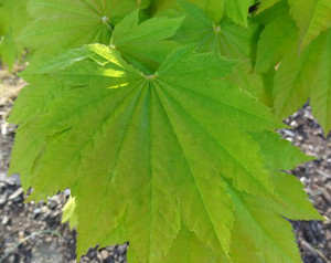Acer japonicum Taki no gawa Fullmoon Maple Tree