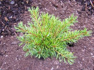 Pinus parviflora Cuddles Dwarf Japanese White Pine